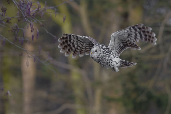 © Ural Owl / Slovenia 