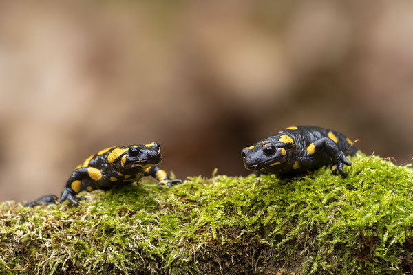 © Fire Salamander / Slovenia