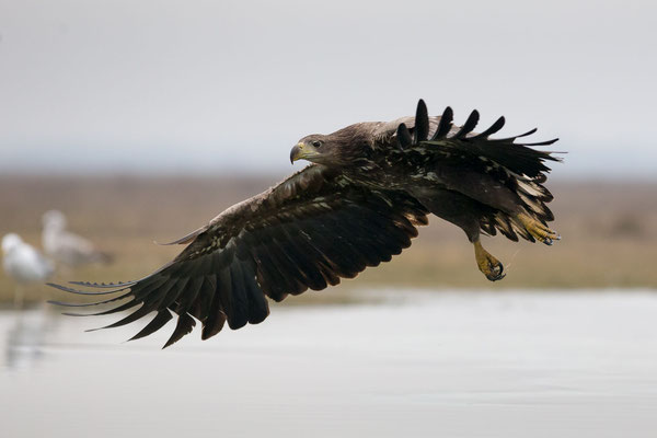 © White-tailed Eagle / Hungary