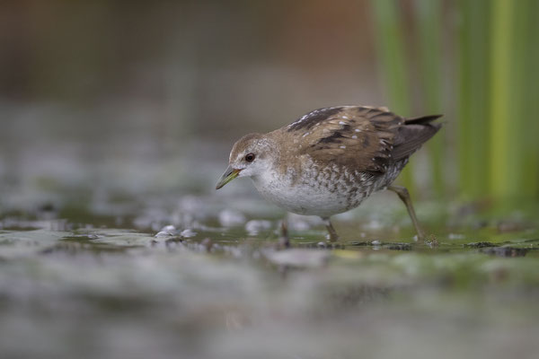 © Little Crake / Slovenia