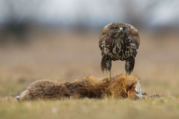 © Common Buzzard / Hungary