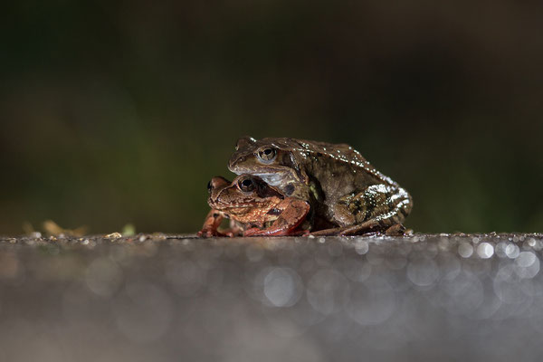 © Grass Frog / Slovenia