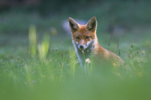 © Red Fox / Slovenia