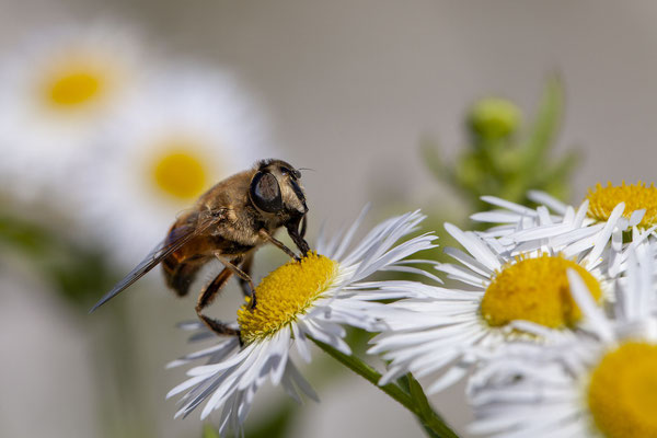 © European Bee / Slovenia
