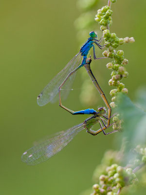 © Common Blue Dragonfly / Slovenia
