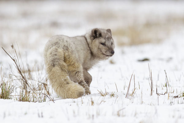 © Arctic Fox / Norway