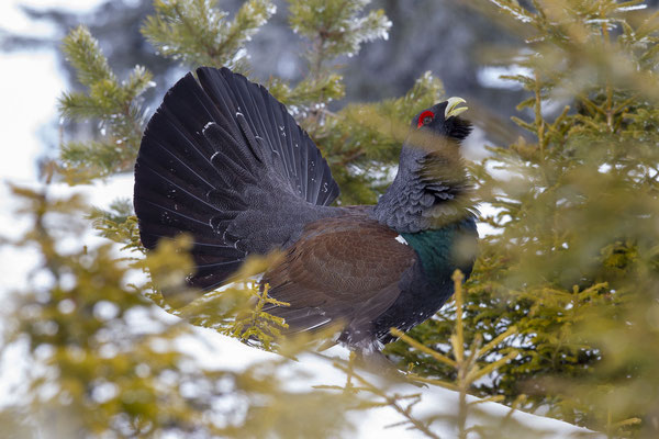© Eurasian Caperaillie / Slovenia