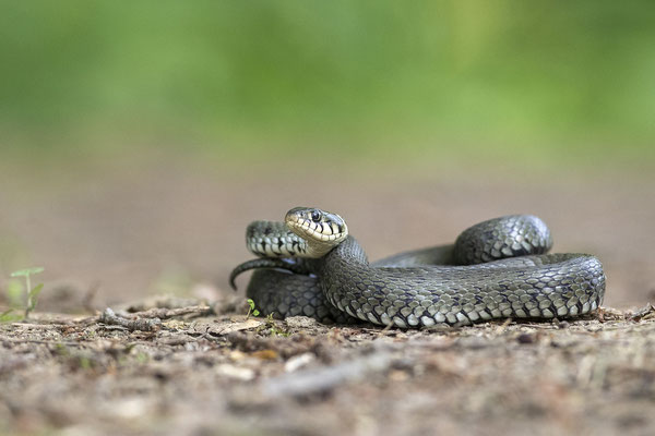 © Gras Snake / Slovenia
