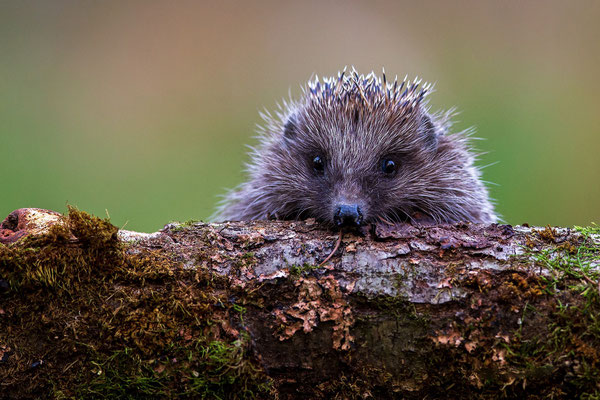 © European Hedgehog / Slovenia