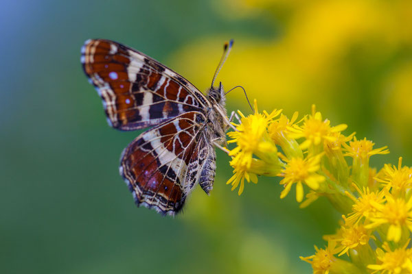 ©  Painted Lady  / Slovenia 