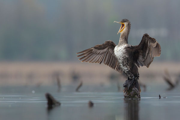 © Great Cormorant / Slovenia