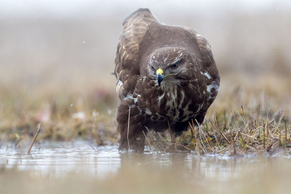© Common Buzzard / Hungary