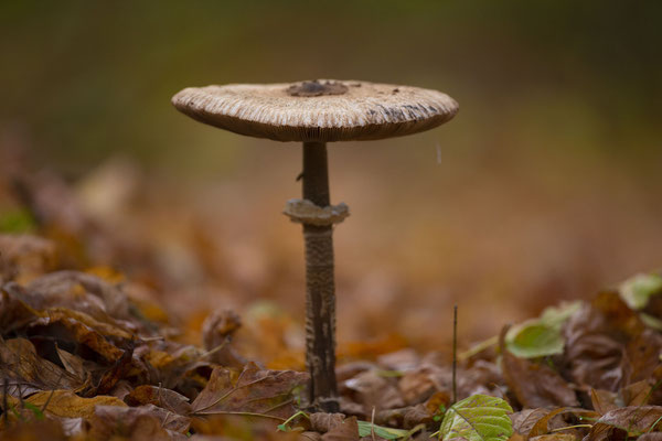 © Körös-Maros Nature Reserve / Hungary