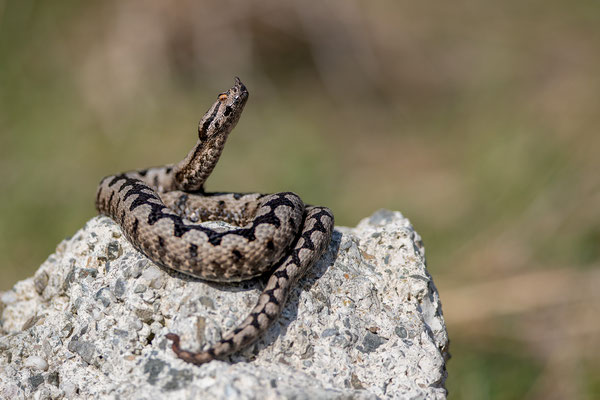 © Nose-horned Viper / Slovenia
