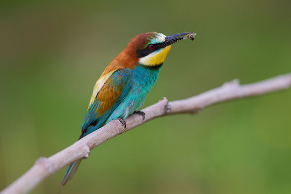 © European Bee-eater / Slovenia