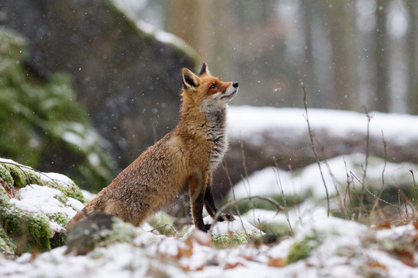 © Red Fox / Slovenia