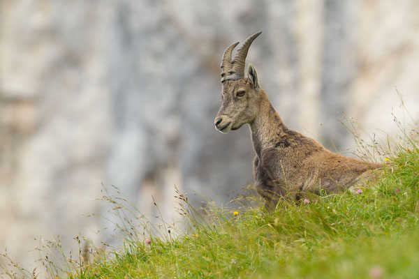 © Alpine Ibex / Italy