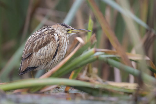 © Little Bittern / Slovenia
