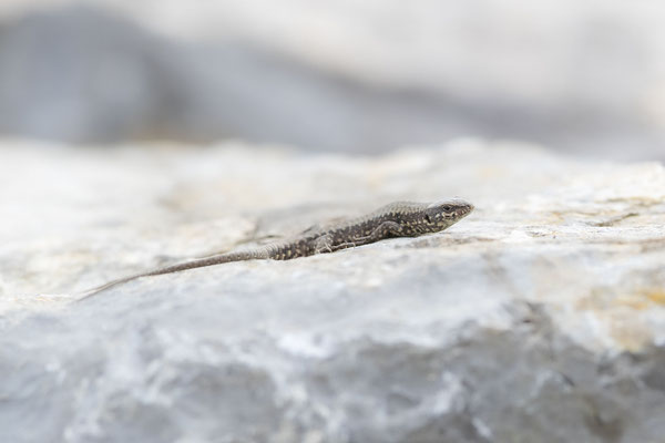 © Common Wall Lizard / Slovenia