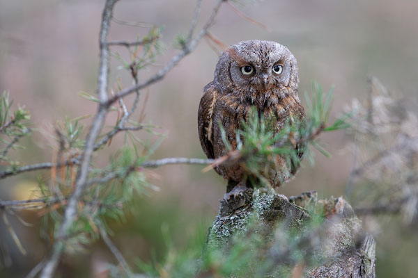 © Eurasian Scops Owl / Slovenia