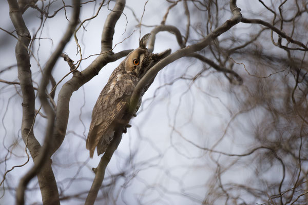 © Long-eared Owl / Slovenia
