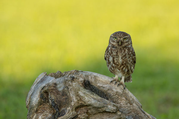 © Little Owl / Slovenia