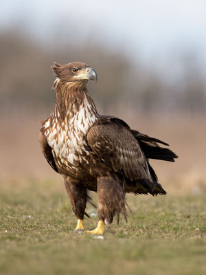 © White-tailed Eagle / Hungary