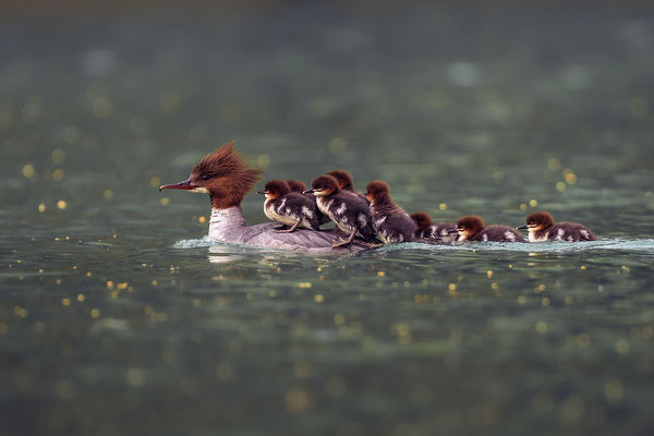 © Goosander / Slovenia