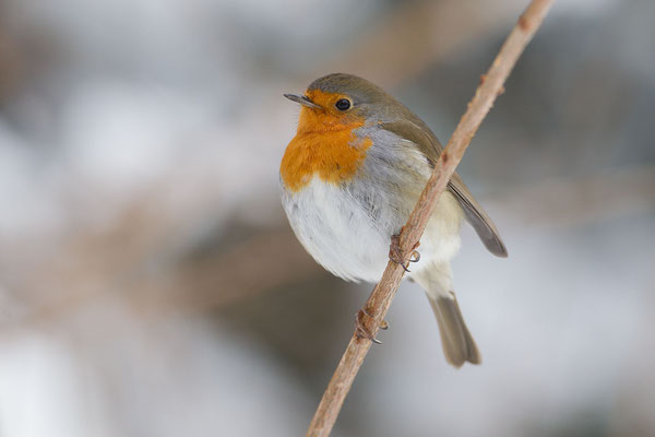 © European Robin / Slovenia
