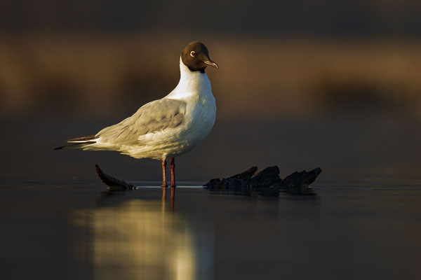© Black-headed Gull / Slovenia