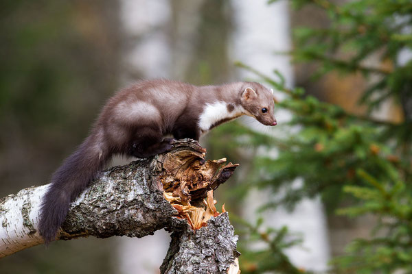 © Beech Marten / Croatia