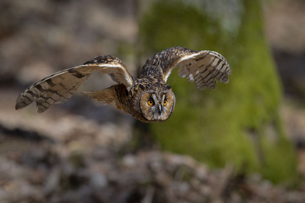 © Long-eared Owl / Slovenia 