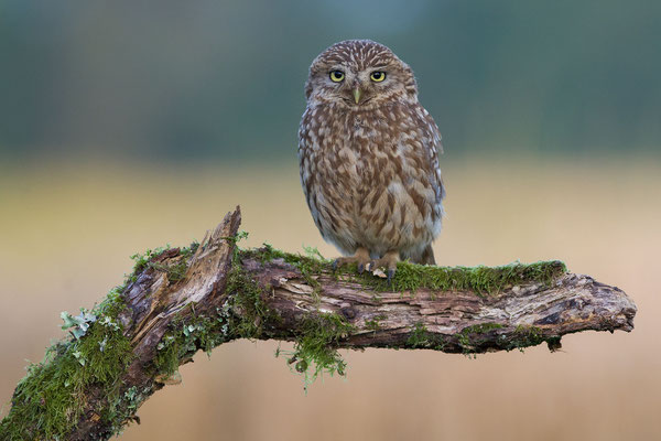 © Little Owl /  Slovenia