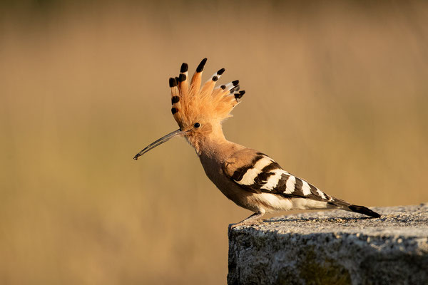 © Eurasian Hoopoe / Serbia