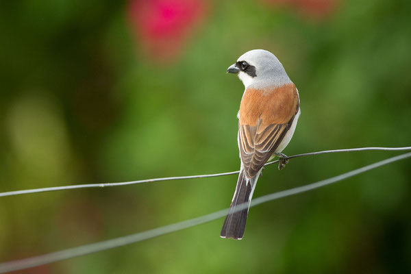 © Red-backed Shrike / Slovenia