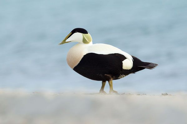 © Common Eider / North Sea, Germany