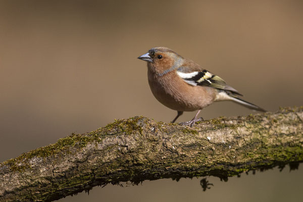 © Common Chaffinch / Slovenia
