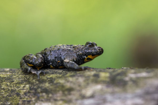 © European Fire-bellied Toad / Slovenia