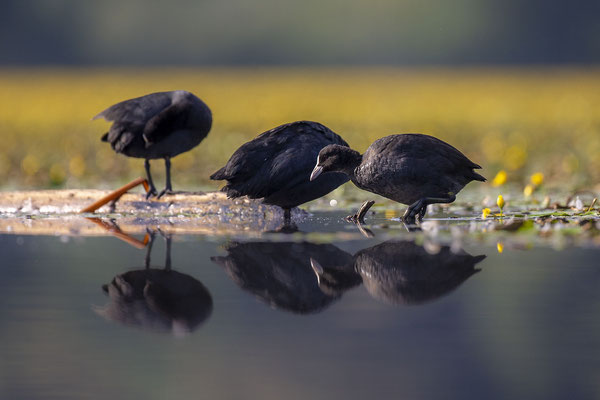 © Eurasian Coot / Slovenia