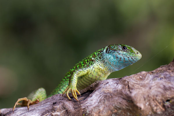 © European Green Lizard / Slovenia