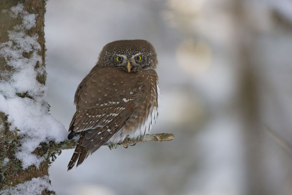 © Eurasian Pygmy Owl / Slovenia