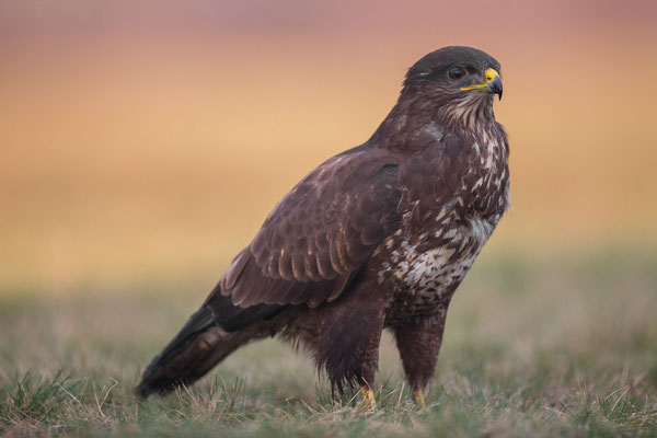 © Common Buzzard / Serbia