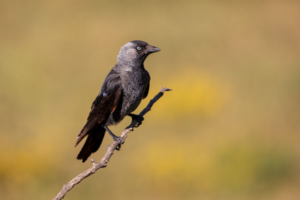 © Eurasian Jackdaw / Serbia