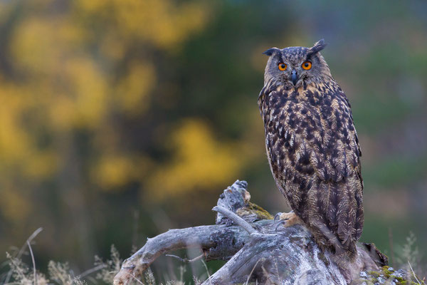 © Eurasian Eagle Owl / Slovenia 