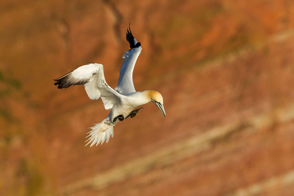 © Northern Gannet / North Sea, Germany