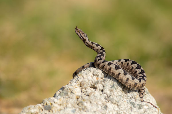 © Nose-horned Viper / Slovenia