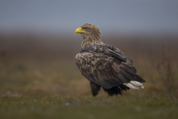 © White-tailed Eagle / Hungary
