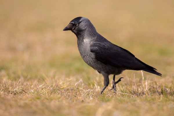 © Eurasian Jackdaw / Serbia