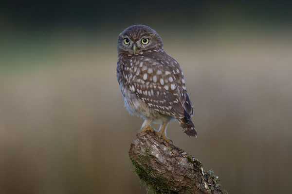 © Little Owl / Slovenia 