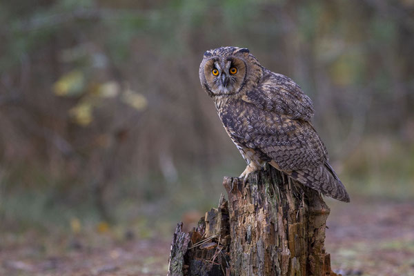 © Long-eared Owl / Slovenia